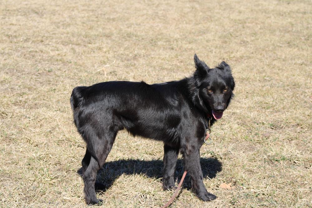 1046 Schwartzy pka King, Adoptable, Young Male Australian Shepherd.