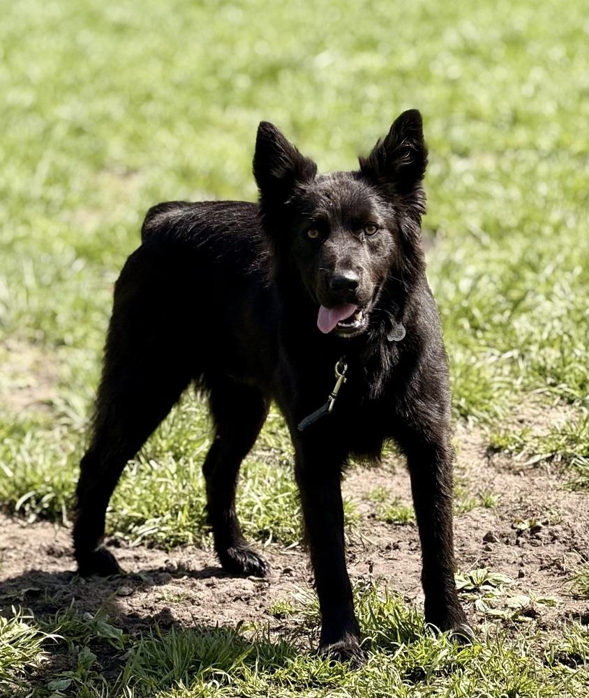 Enlarge 1046 Schwartzy pka King, a Adoptable mixed breed in Ringwood, IL image 2/6