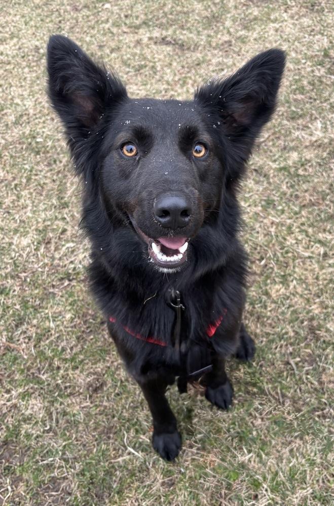 Enlarge 1046 Schwartzy pka King, a Adoptable mixed breed in Ringwood, IL image 3/6