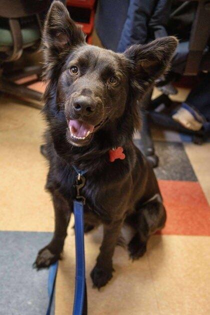 Enlarge 1046 Schwartzy pka King, a Adoptable mixed breed in Ringwood, IL image 4/6