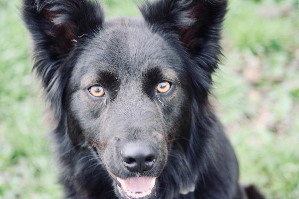 Enlarge 1046 Schwartzy pka King, a Adoptable mixed breed in Ringwood, IL image 5/6