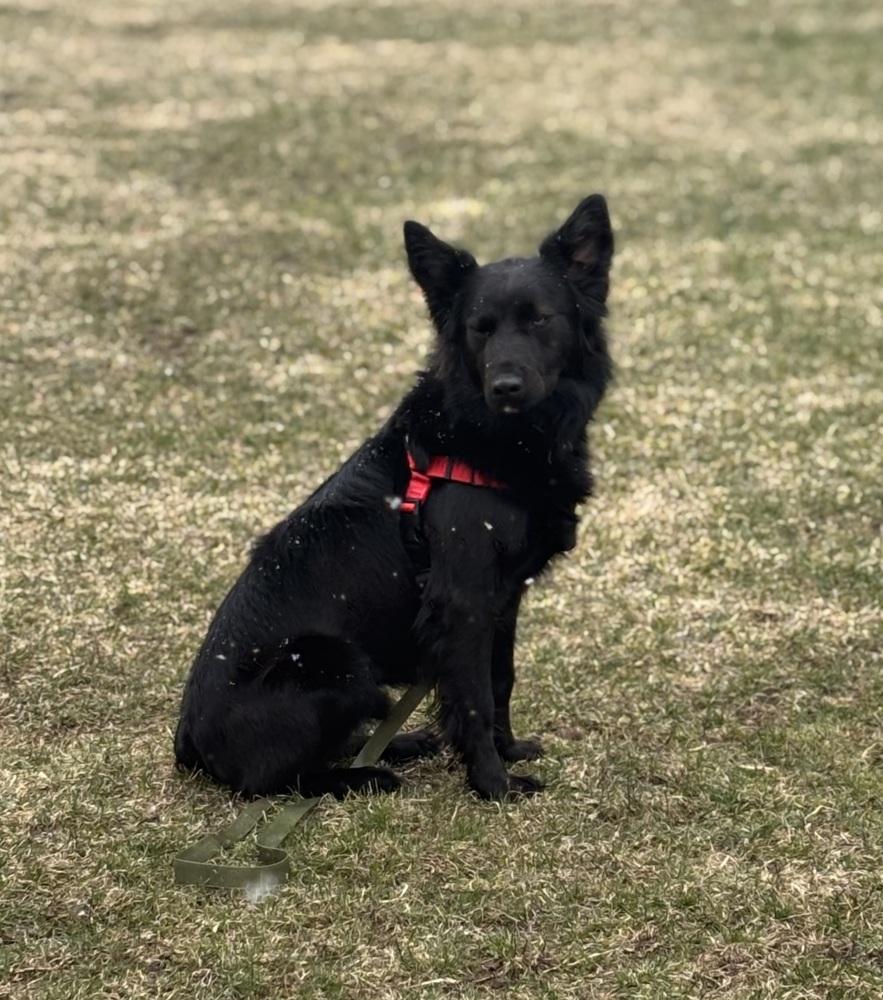 Enlarge 1046 Schwartzy pka King, a Adoptable mixed breed in Ringwood, IL image 6/6