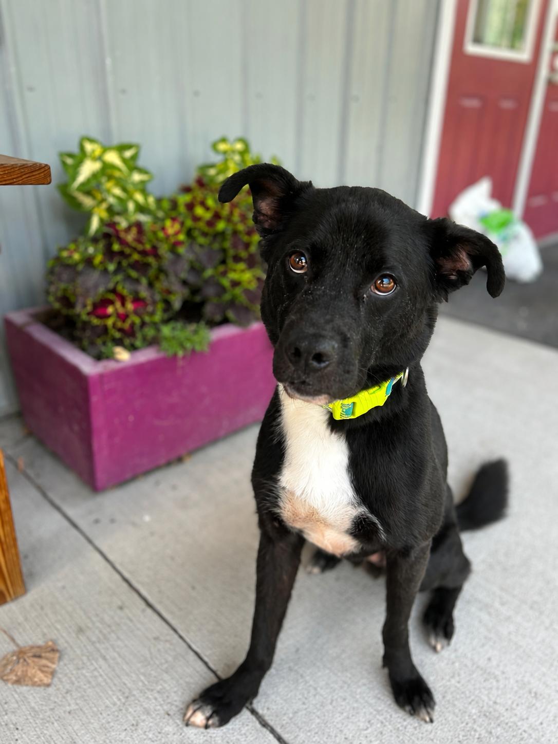 Miko, ADOPTABLE, Adult Male Labrador Retriever.
