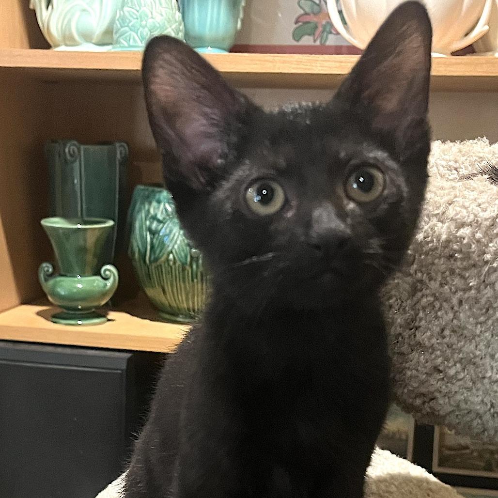 Enlarge Bear, a Adoptable Domestic Short Hair in Santa Rosa, CA image 2/4