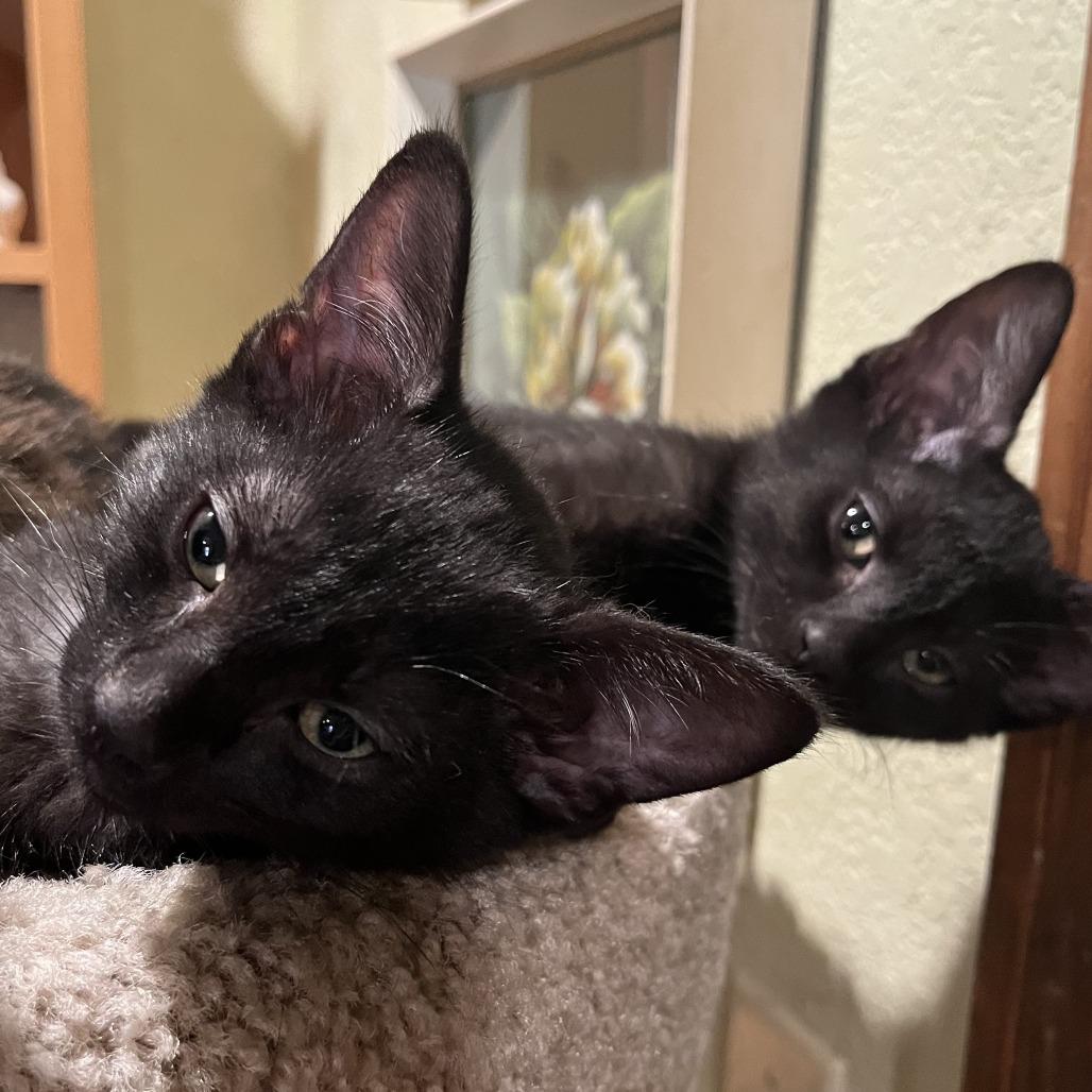 Enlarge Bear, a Adoptable Domestic Short Hair in Santa Rosa, CA image 3/4