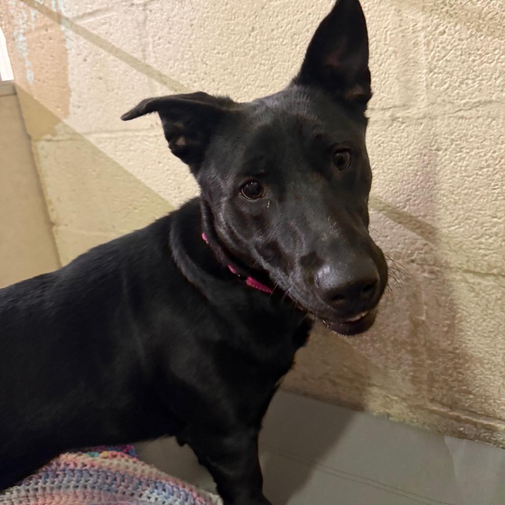 Enlarge Raven, a Adoptable mixed breed in Waldorf, MD image 2/2