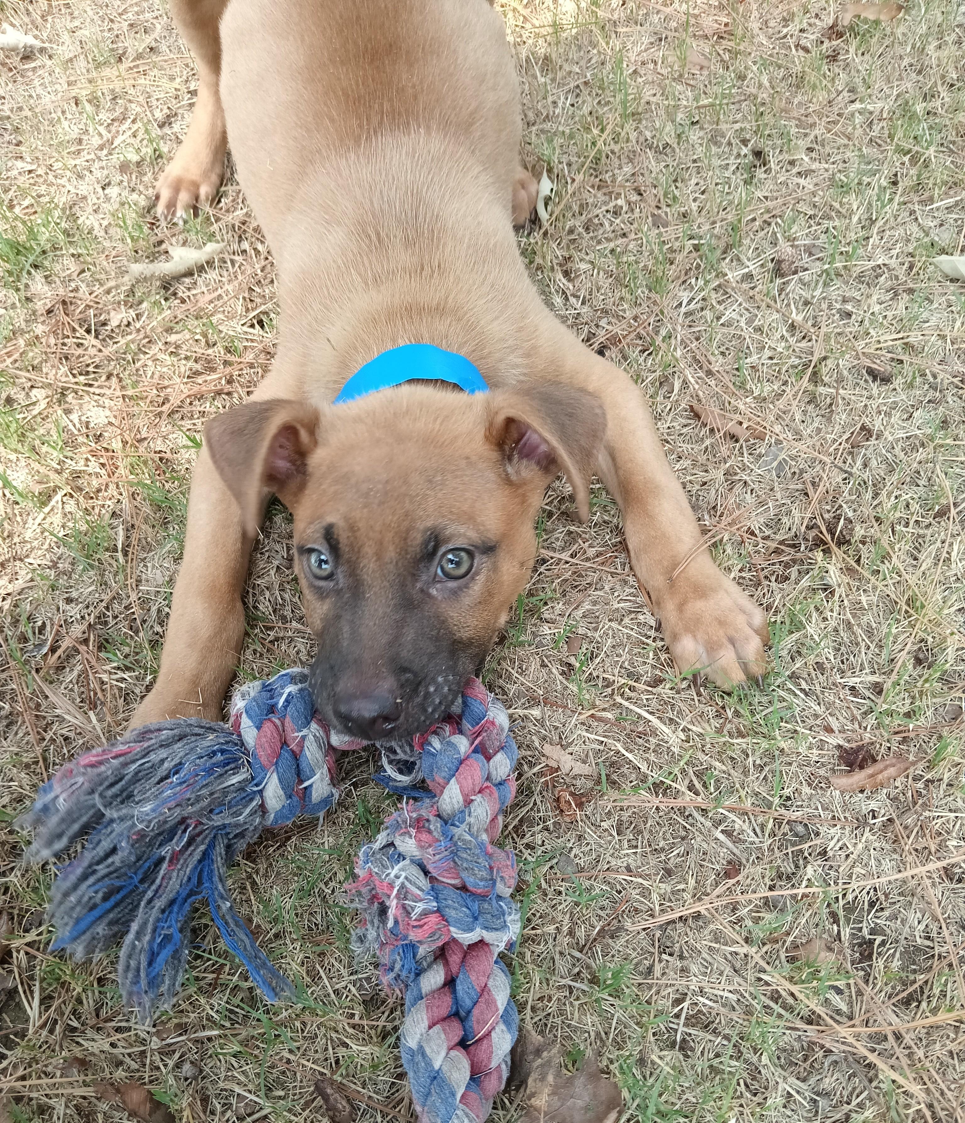 Brian, ADOPTABLE, Puppy Male Pit Bull Terrier.