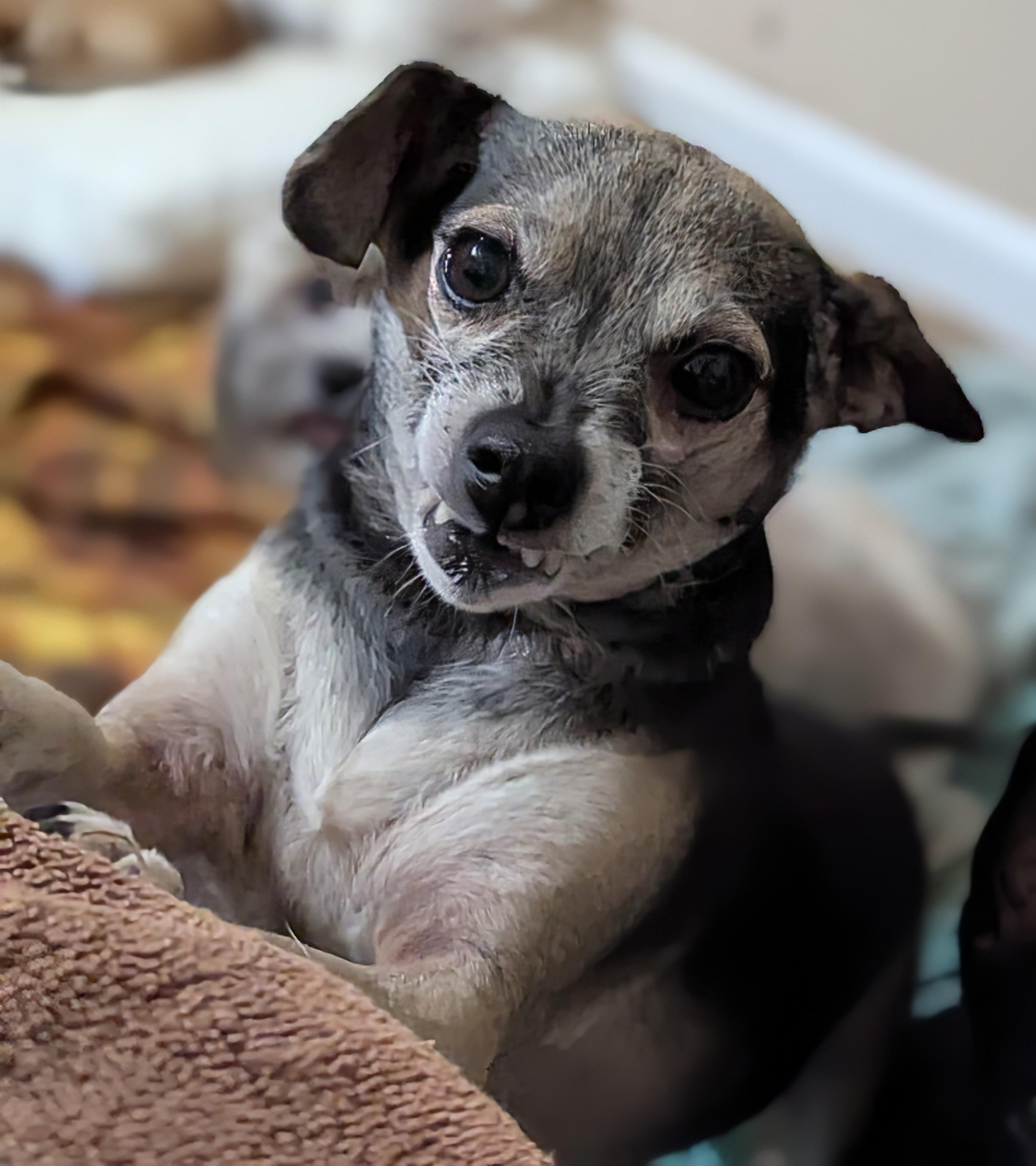 Dimetri, Adoptable, Senior Male Chihuahua.