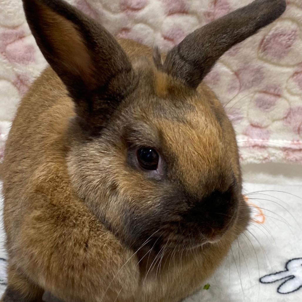 Wynter, a Adoptable American in Puslinch, ON image 1/4