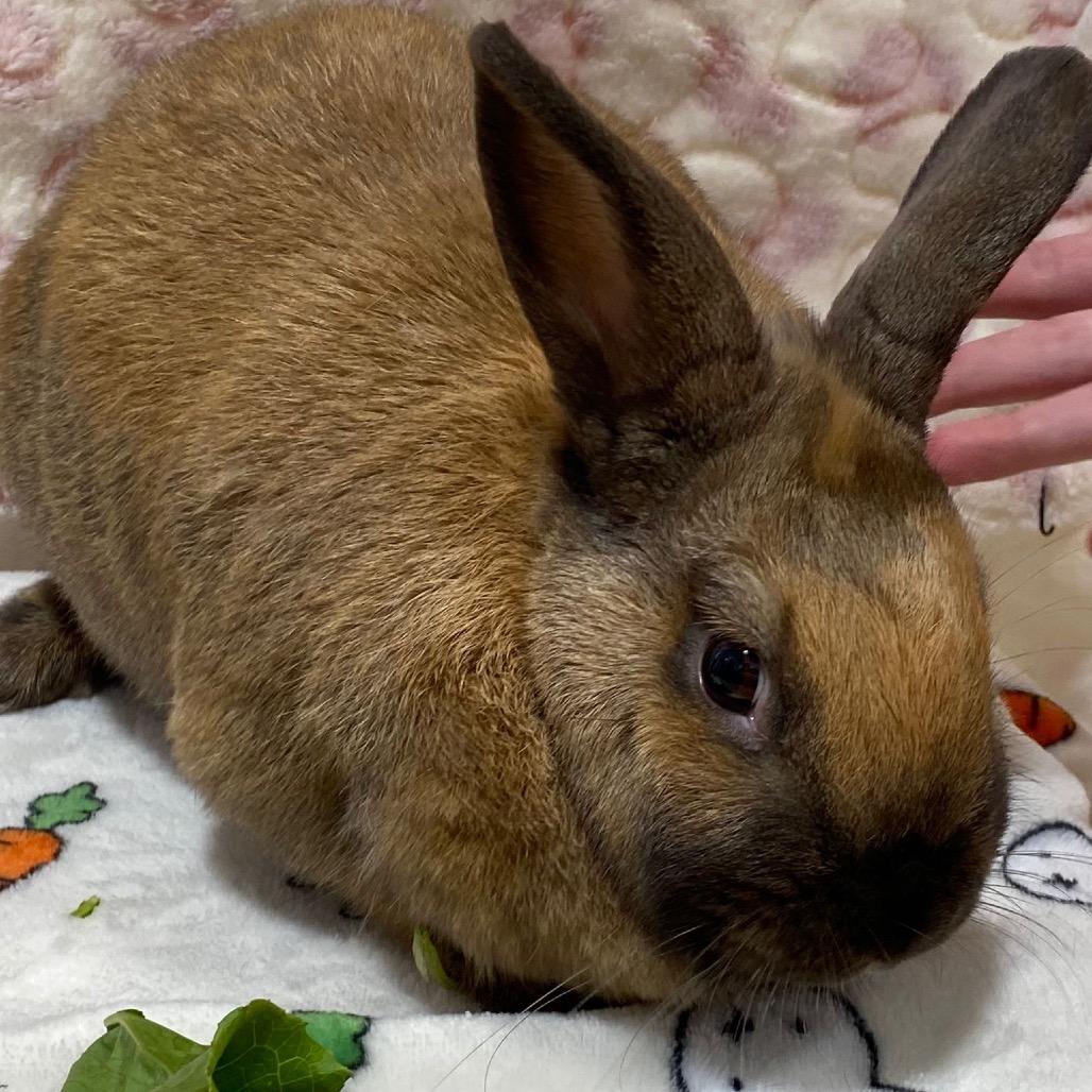 Wynter, a Adoptable American in Puslinch, ON image 3/4