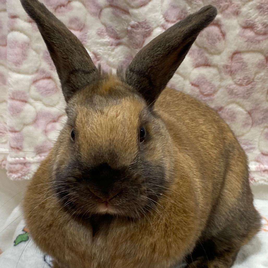 Wynter, a Adoptable American in Puslinch, ON image 4/4