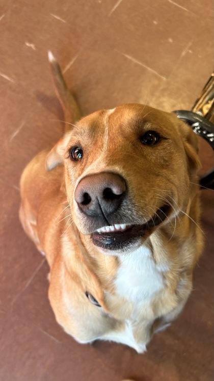 Cheddar — thumbnail 2