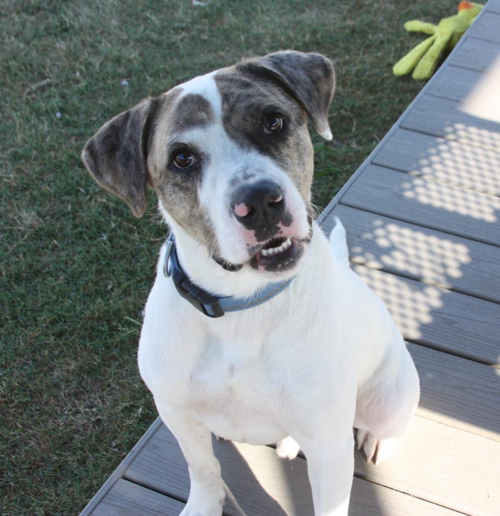 Enlarge Charlie, a Adoptable mixed breed in Sunnyvale, TX image 1/4