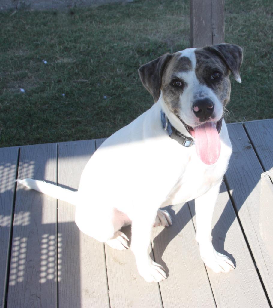 Charlie, Adoptable, Young Male Catahoula Leopard Dog & Mixed Breed.