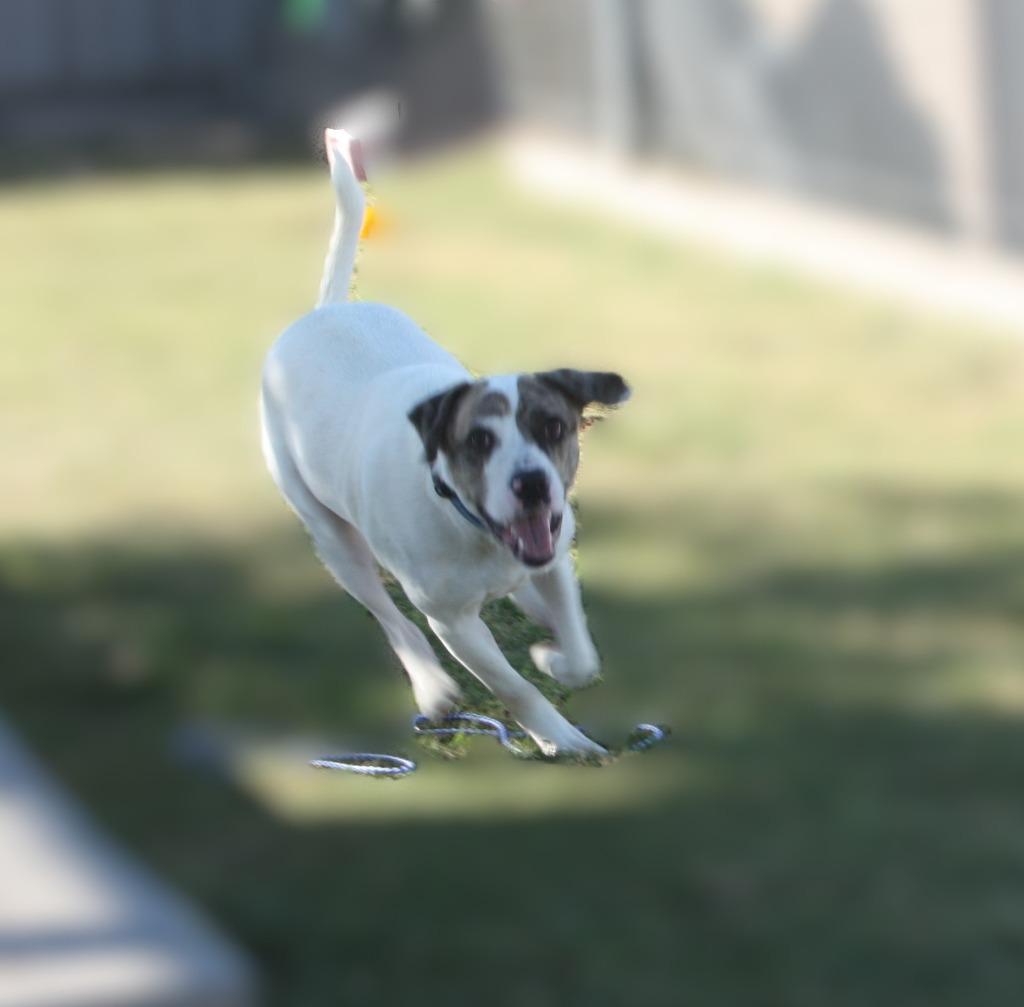 Enlarge Charlie, a Adoptable mixed breed in Sunnyvale, TX image 2/4