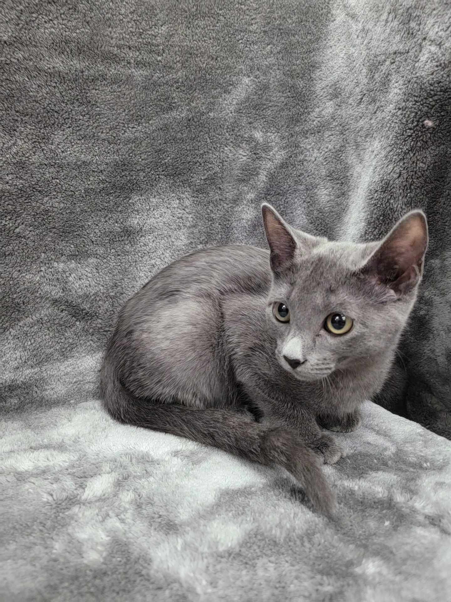 Alpha — thumbnail 2