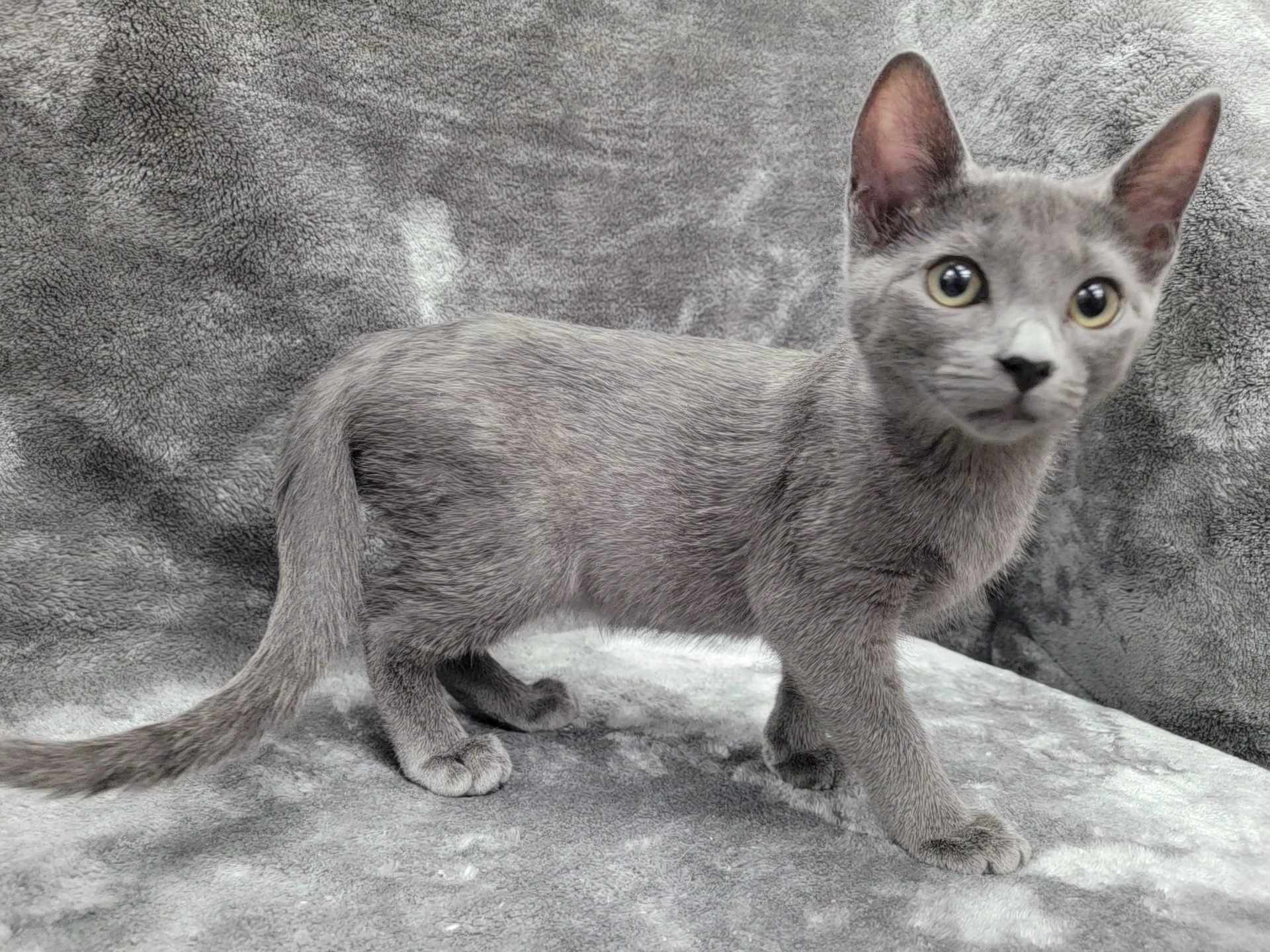 Alpha — thumbnail 3