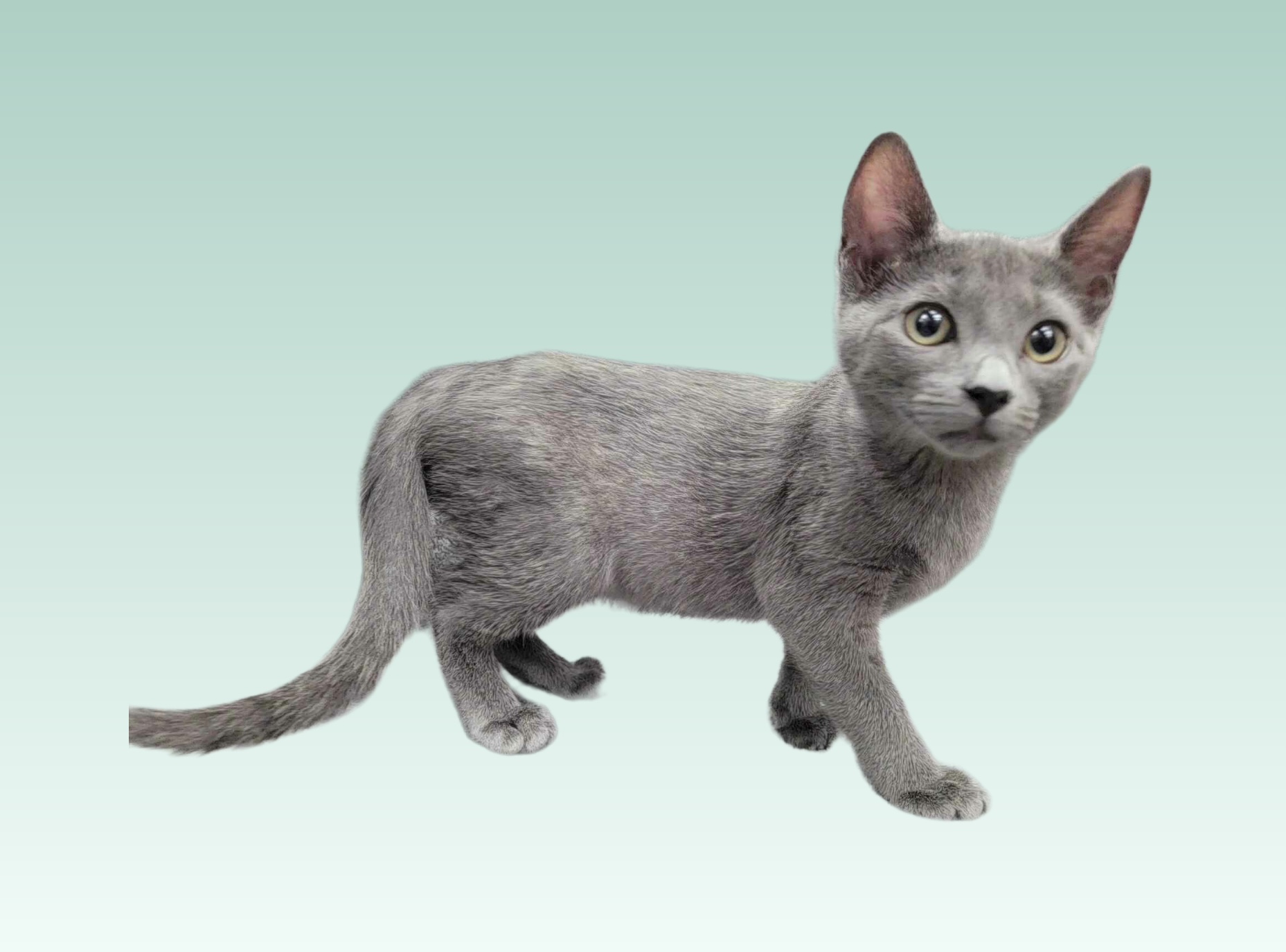 Alpha — thumbnail 4