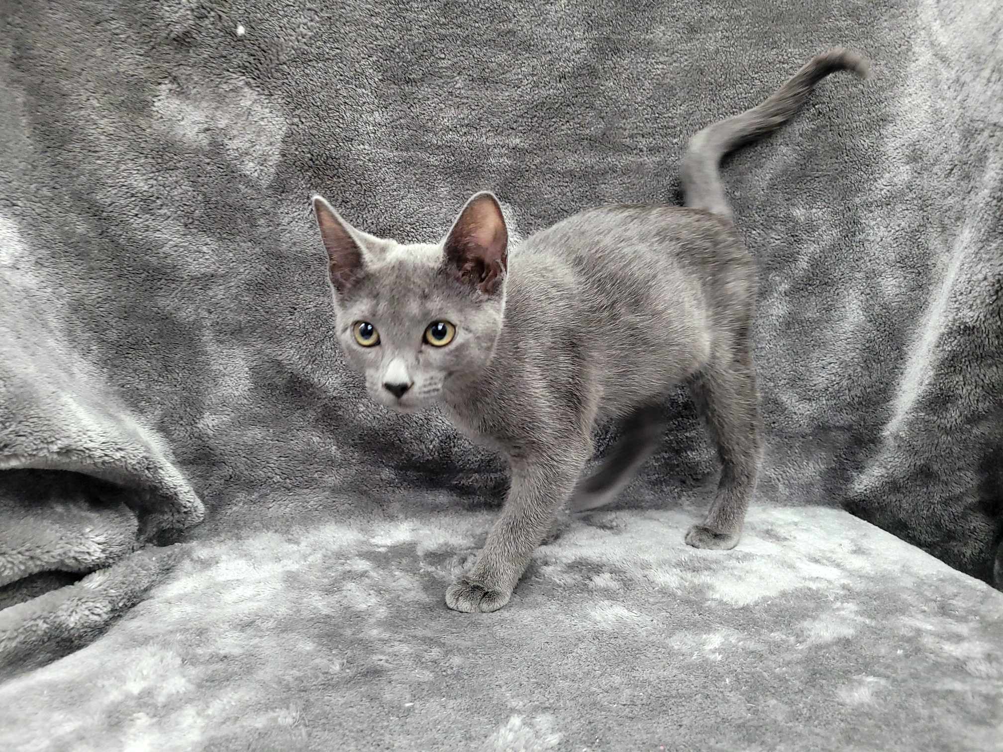 Alpha — thumbnail 5