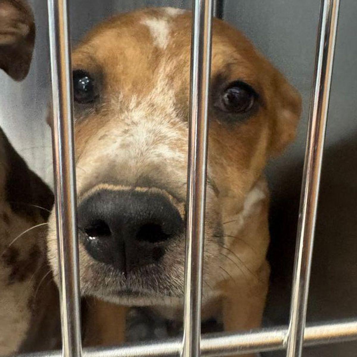 Enlarge Cambria, a Adoptable Cattle Dog in Kingman, AZ image 1/1