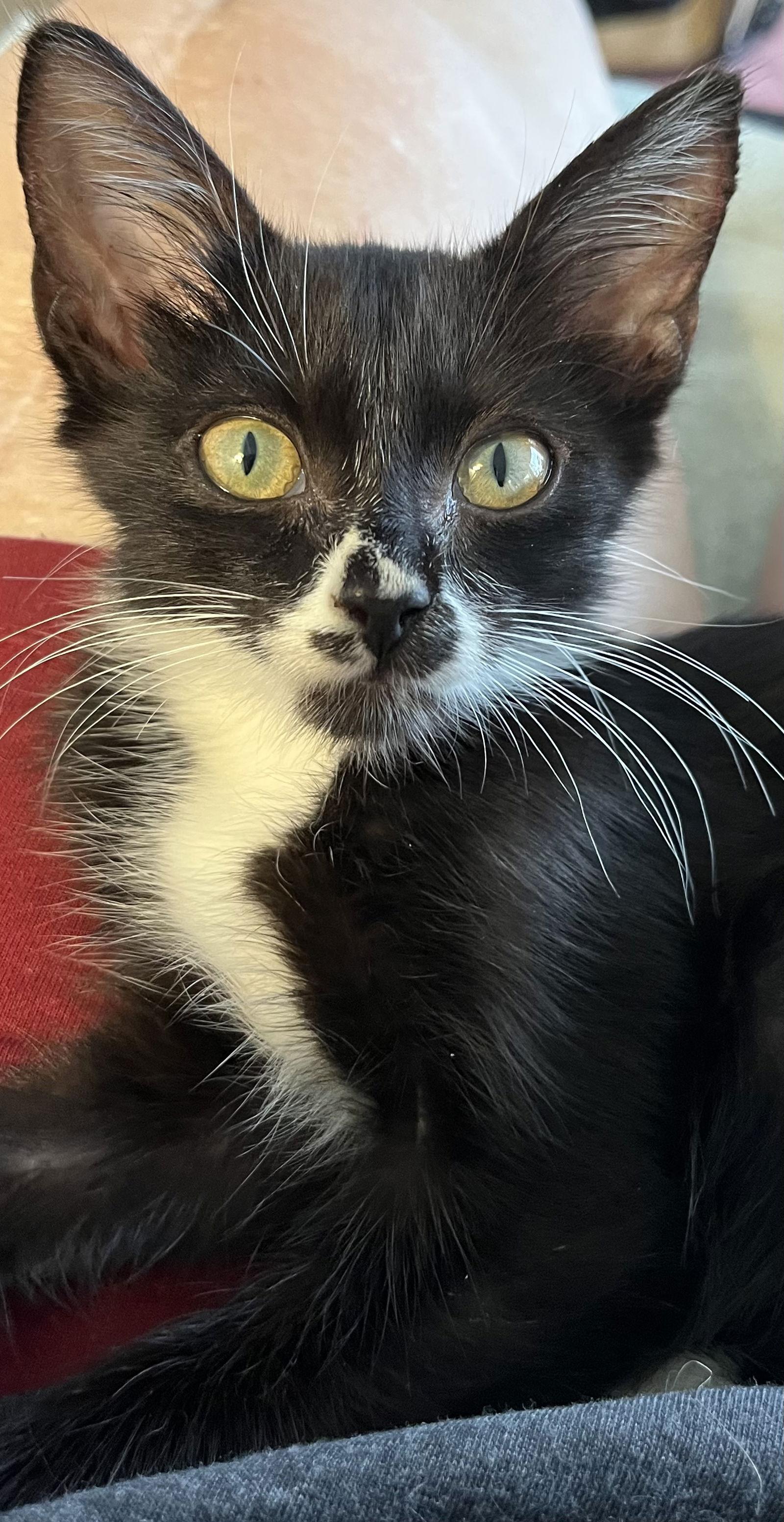 Merlyn, Adoptable, Kitten Male Tuxedo & Domestic Medium Hair.