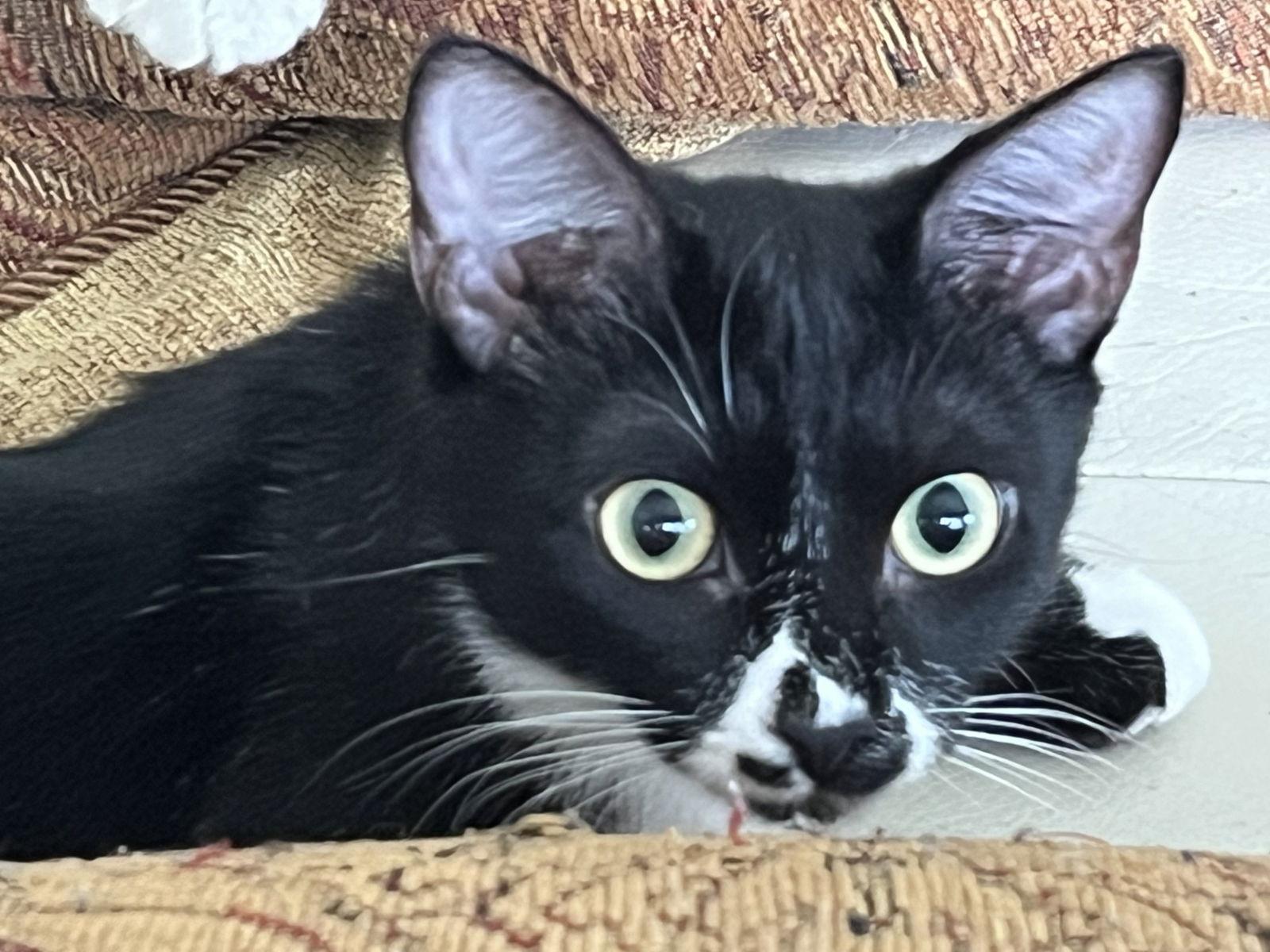 Merlyn, a Adoptable mixed breed in Magnolia Springs, AL image 2/3