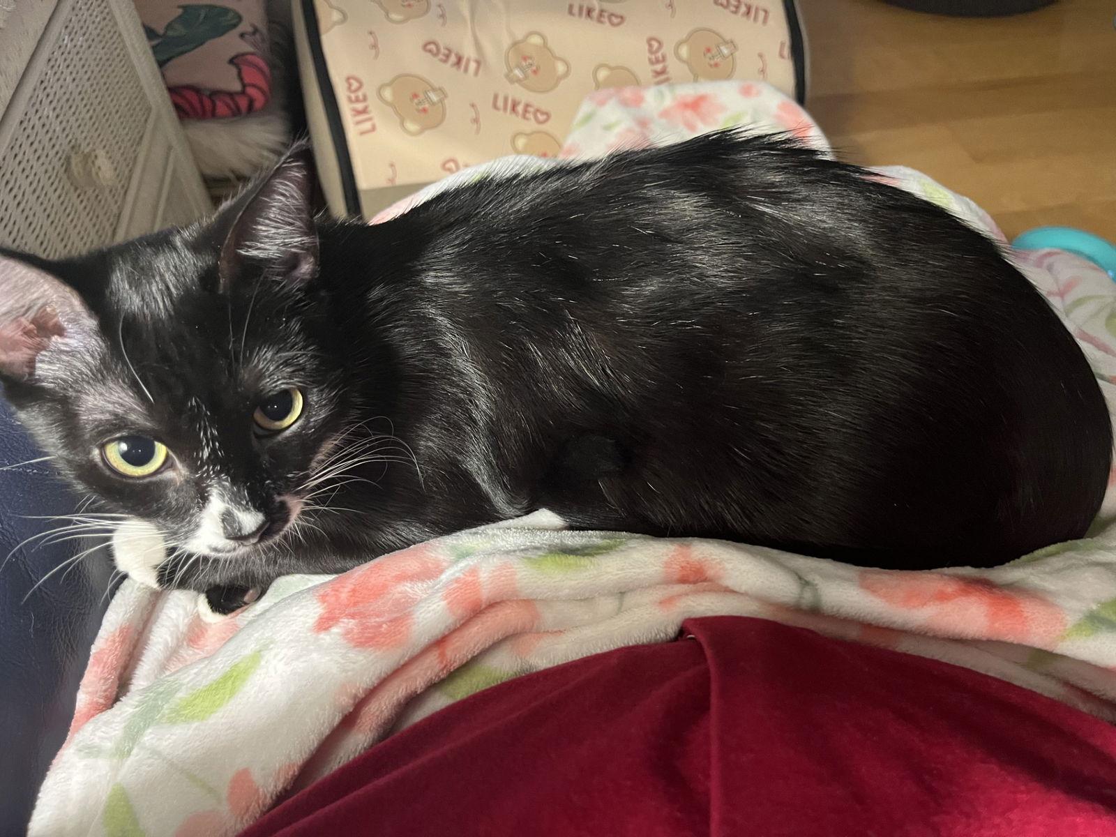 Enlarge Merlyn, a Adoptable mixed breed in Magnolia Springs, AL image 2/2