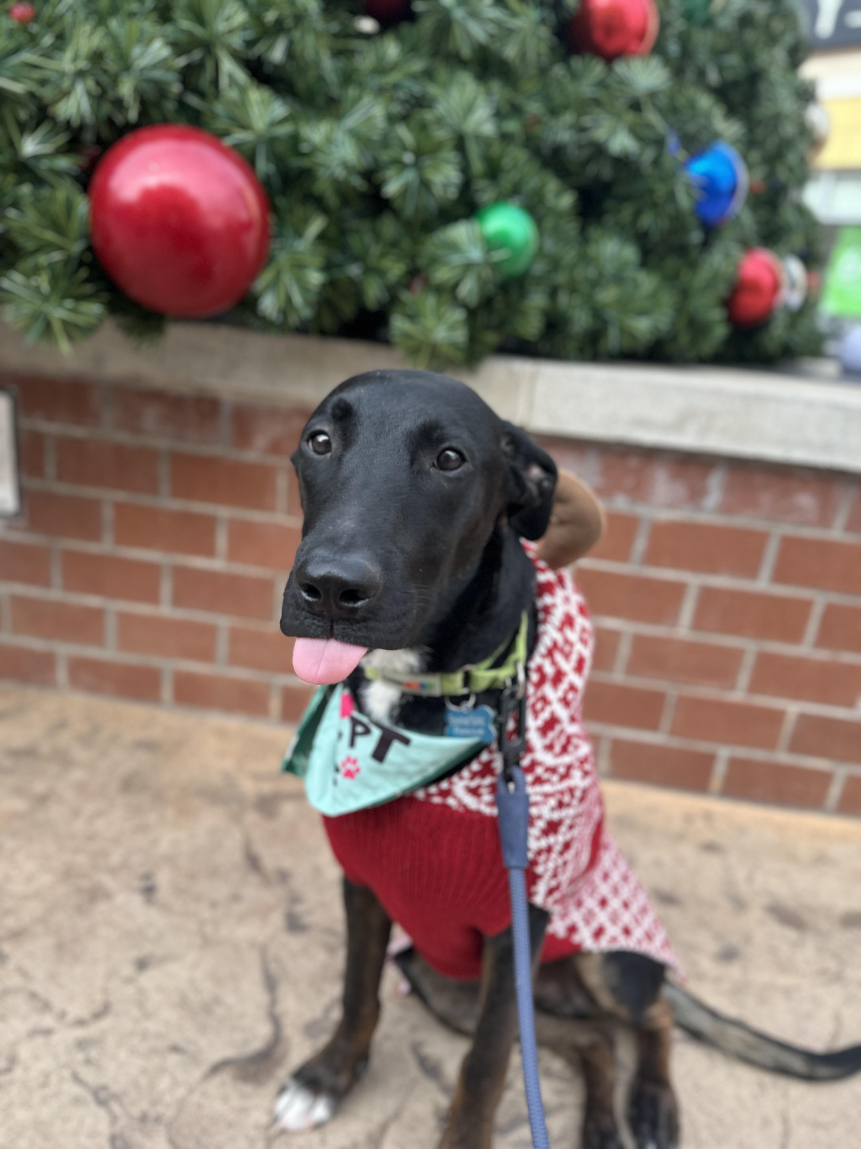 Enlarge Archie, a Adoptable mixed breed in Roswell, GA image 3/5