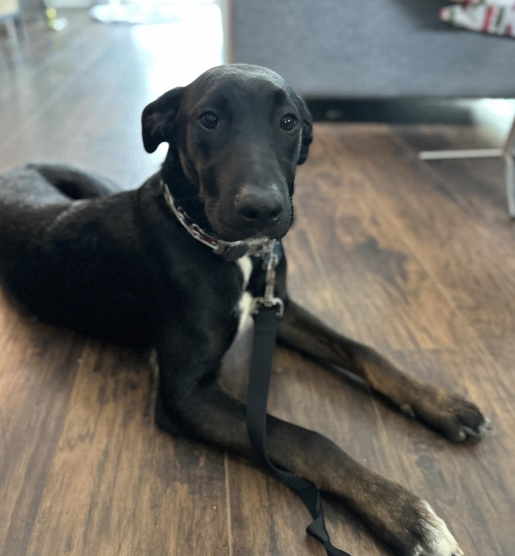 Enlarge Archie, a Adoptable mixed breed in Roswell, GA image 5/5