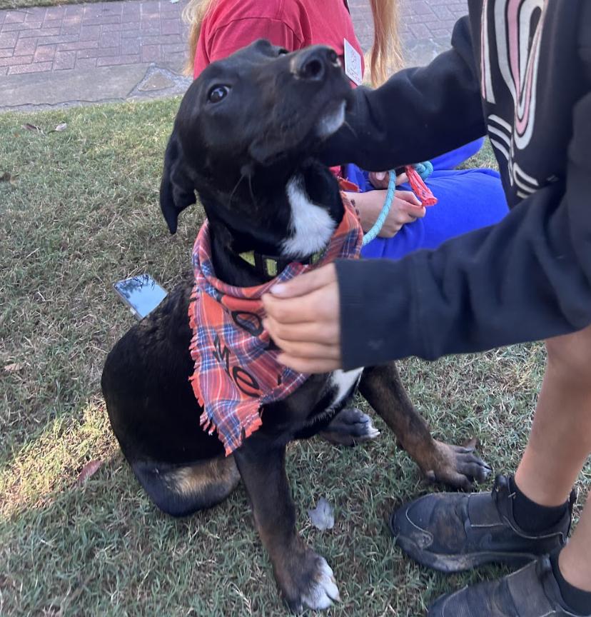 Enlarge Archie, a Adoptable mixed breed in Roswell, GA image 4/5