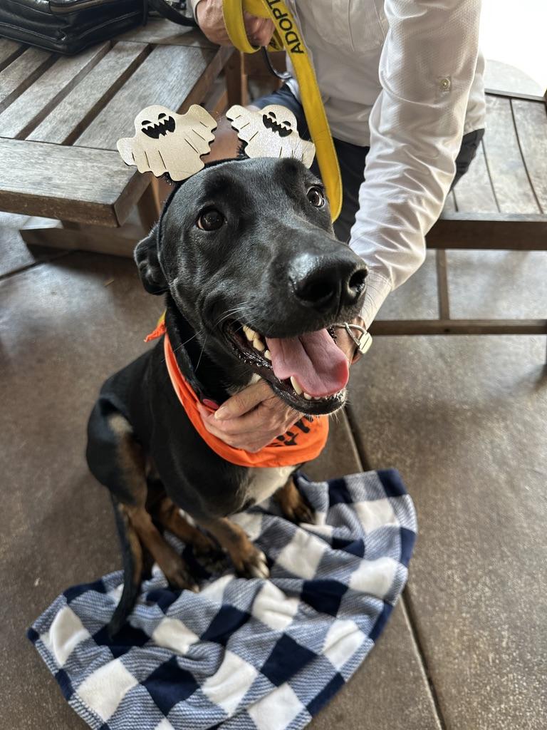 Enlarge Archie, a Adoptable mixed breed in Roswell, GA image 1/5