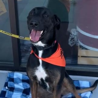Enlarge Archie, a Adoptable mixed breed in Roswell, GA image 1/5