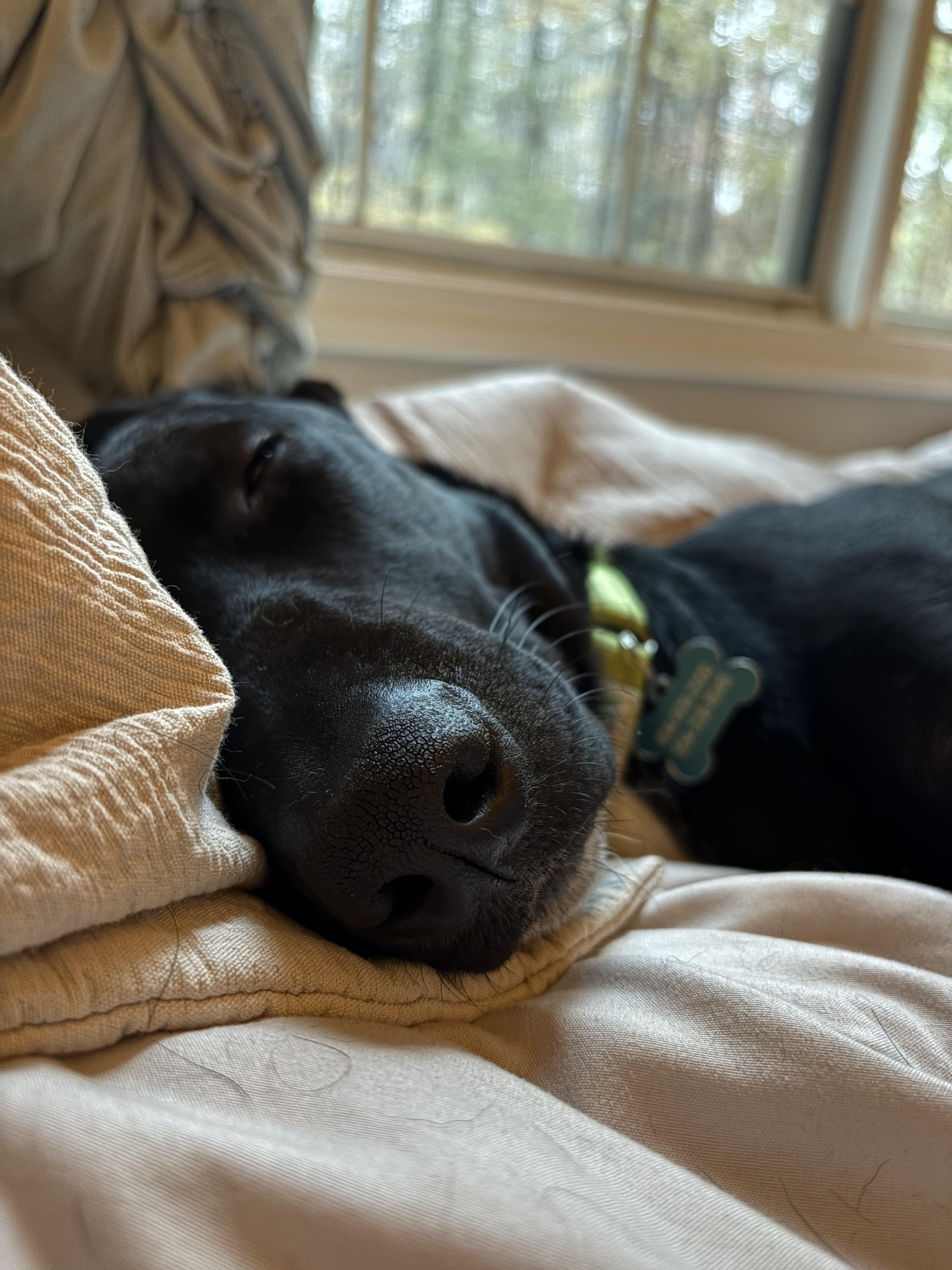 Enlarge Archie, a Adoptable mixed breed in Roswell, GA image 3/5