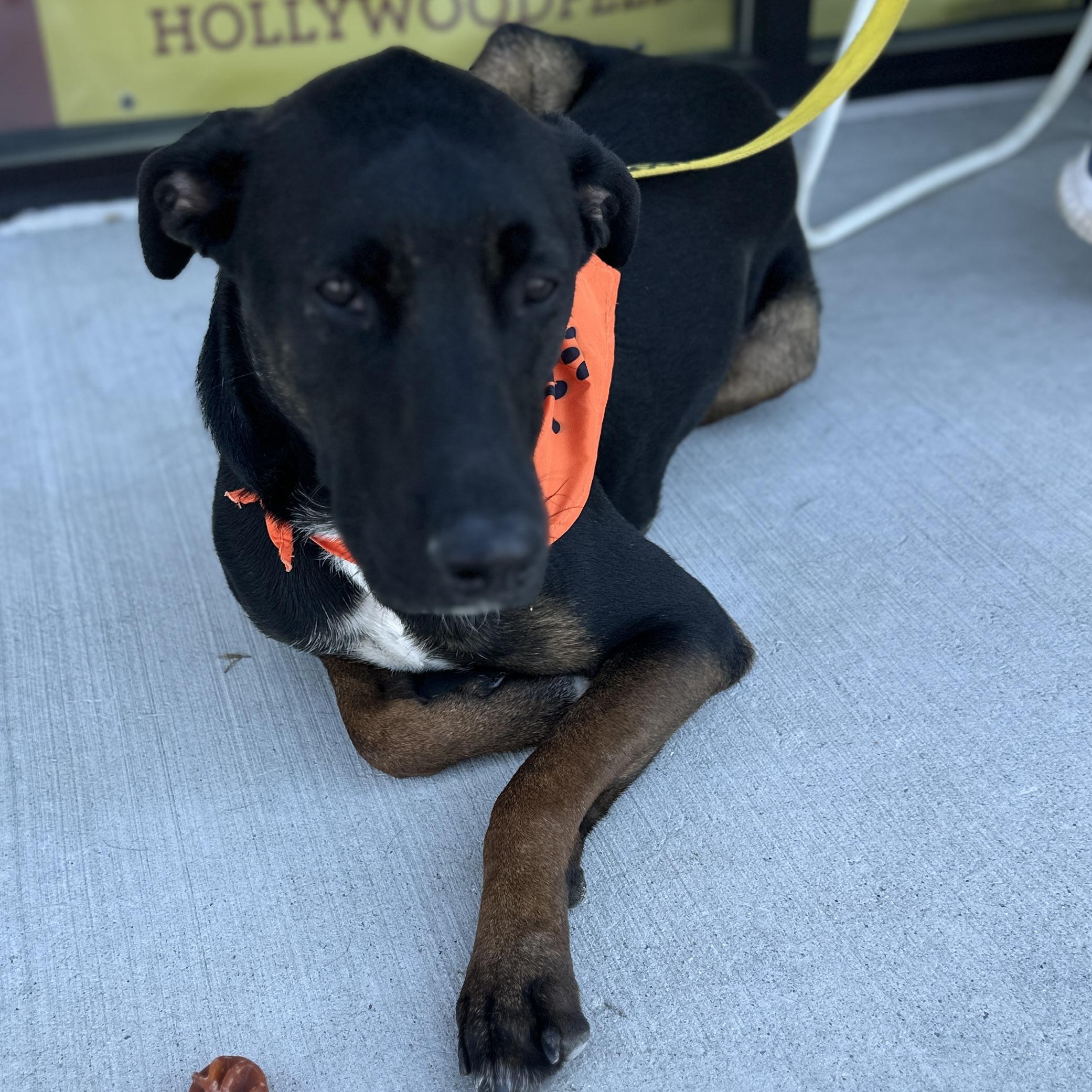 Enlarge Archie, a Adoptable mixed breed in Roswell, GA image 2/5