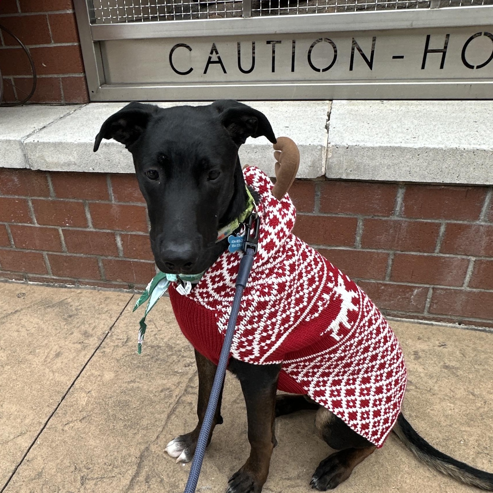 Archie, Adoptable, Young Male Belgian Shepherd / Malinois & Pit Bull Terrier.