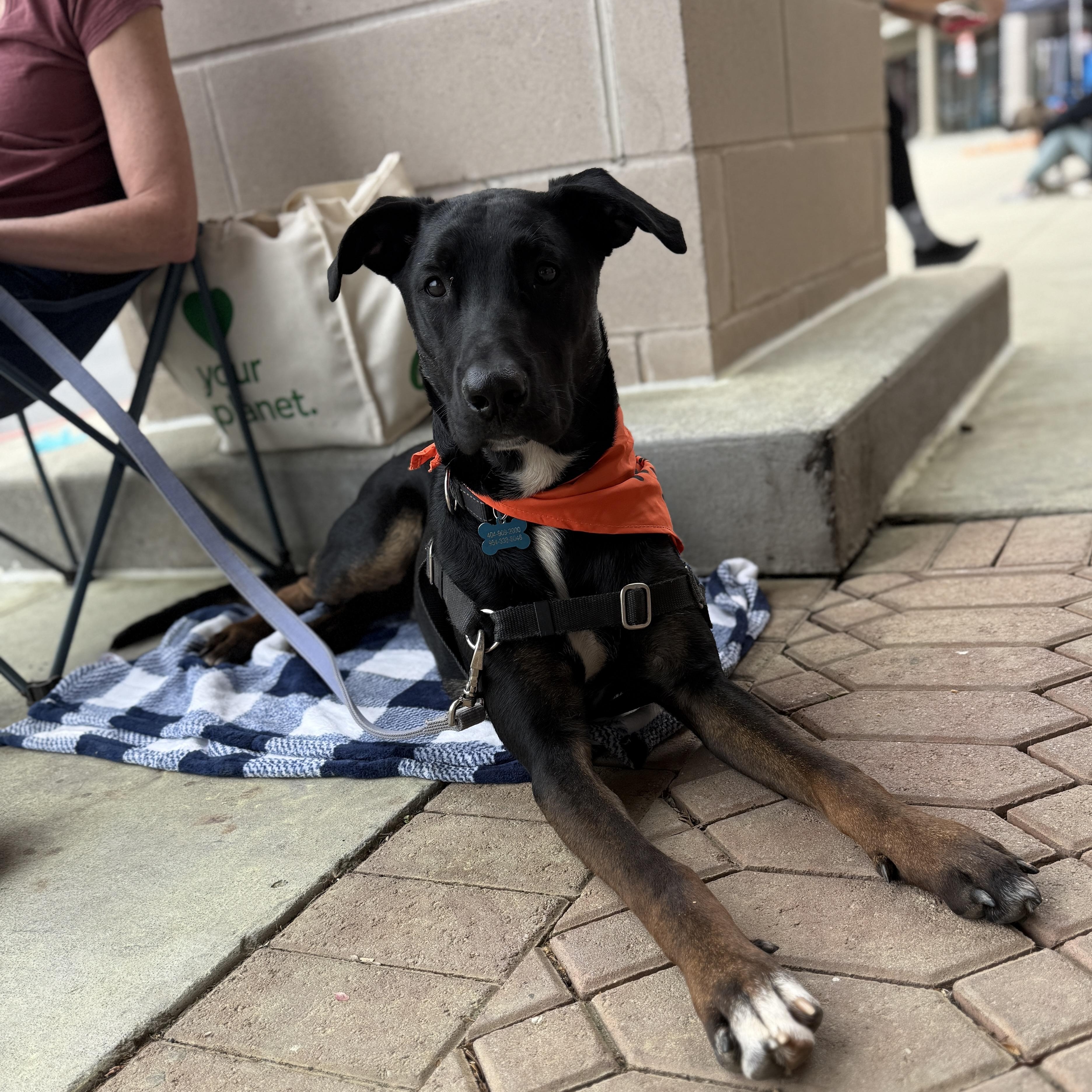 Archie, Adoptable, Young Male Belgian Shepherd / Malinois & Pit Bull Terrier.