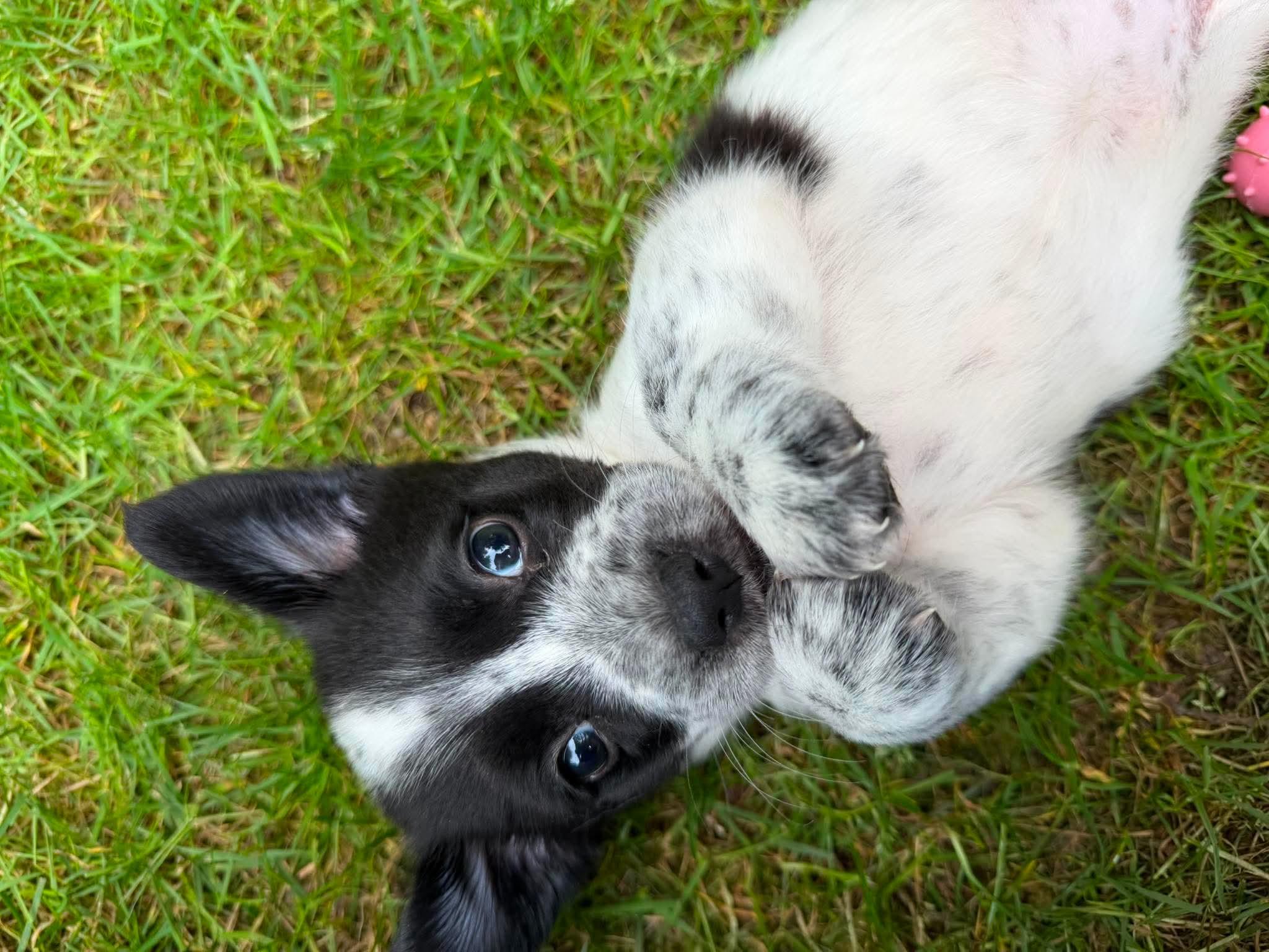 Enlarge Priestly, an adoptable mixed breed in Woodinville, WA image 4/5
