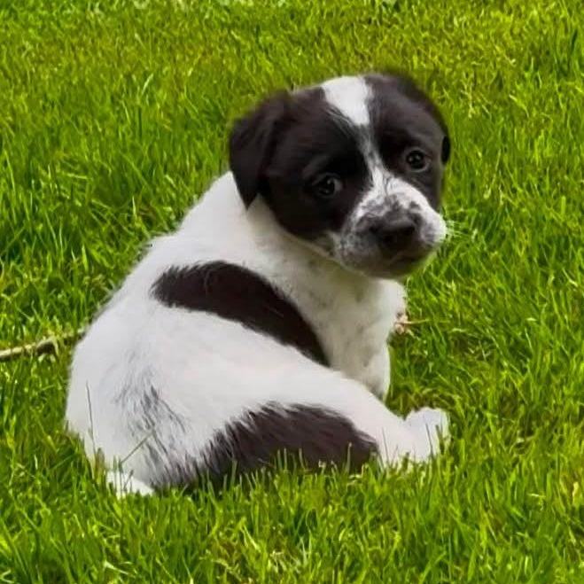 Enlarge Priestly, an adoptable mixed breed in Woodinville, WA image 2/5
