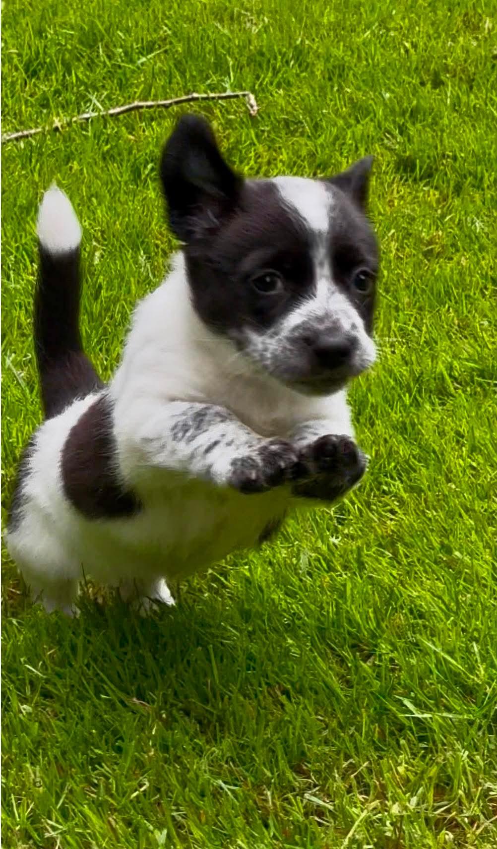 Enlarge Priestly, an adoptable mixed breed in Woodinville, WA image 3/5
