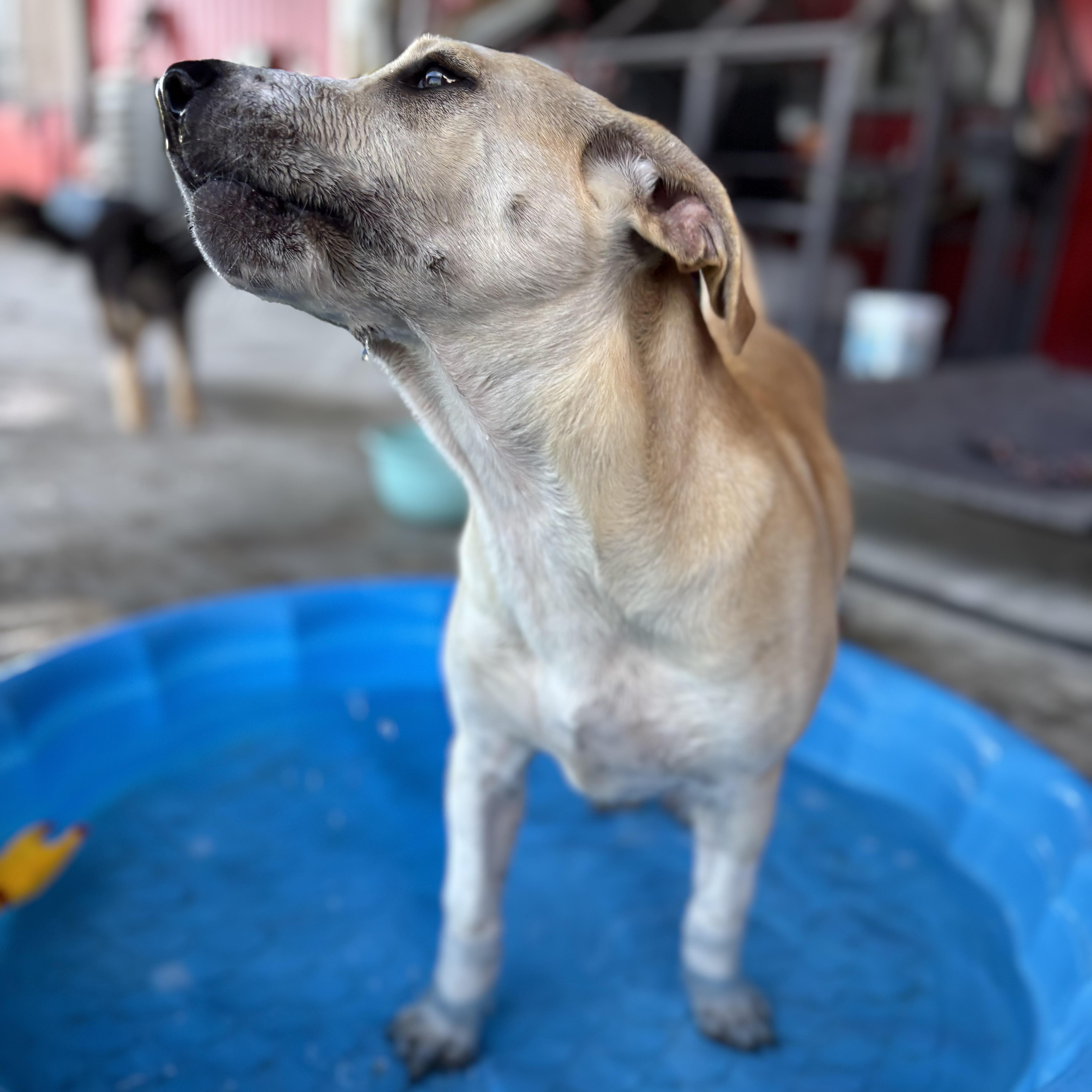 Enlarge Roca, a Adoptable mixed breed in Staten Island , NY image 5/6