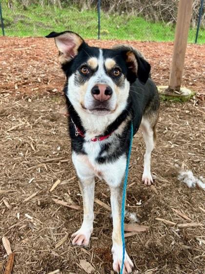 Kylo, Adoptable, Adult Male Husky & Mixed Breed.
