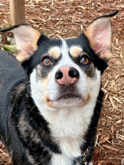 Enlarge Kylo, a Adoptable mixed breed in Everett, WA image 2/2