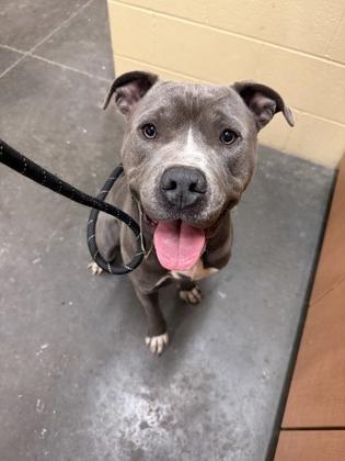 Megabucks — thumbnail 3