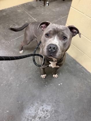 Megabucks — thumbnail 4