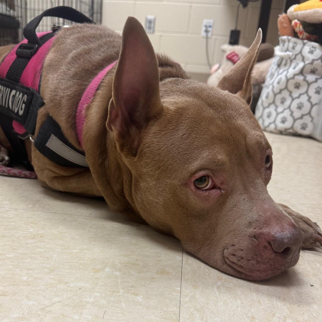 Nina, Adoptable, Senior Female Mixed Breed.
