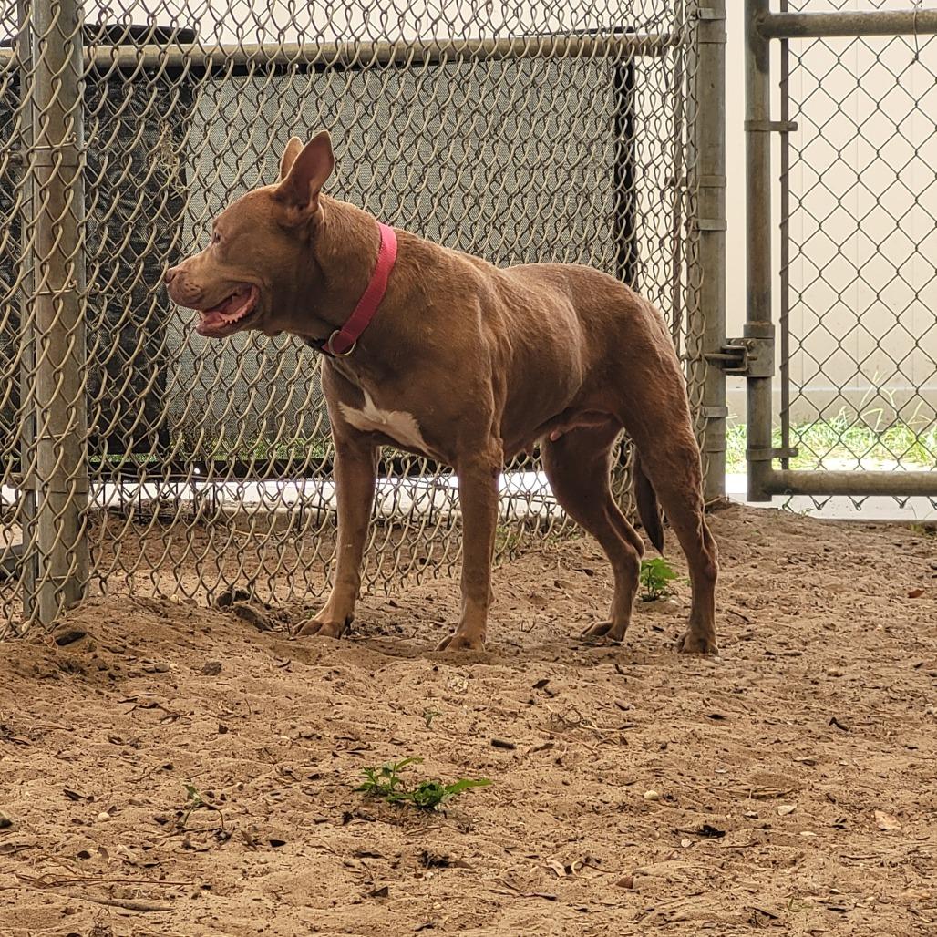 Enlarge Nina, a Adoptable Mixed Breed in Lake Panasoffkee, FL image 2/6