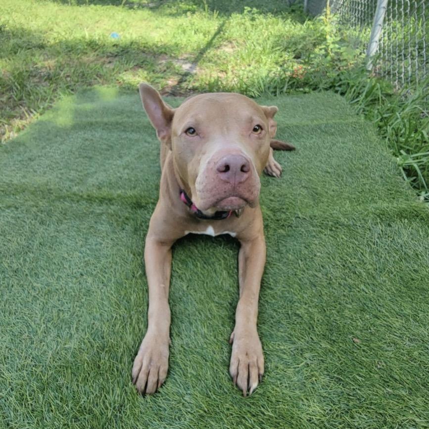 Enlarge Nina, a Adoptable Mixed Breed in Lake Panasoffkee, FL image 3/6
