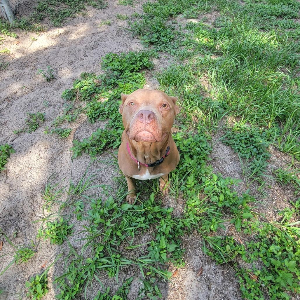 Enlarge Nina, a Adoptable Mixed Breed in Lake Panasoffkee, FL image 4/6