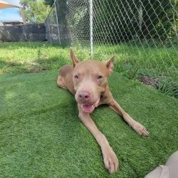 Enlarge Nina, a Adoptable Mixed Breed in Lake Panasoffkee, FL image 5/6