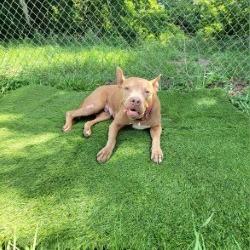 Enlarge Nina, a Adoptable Mixed Breed in Lake Panasoffkee, FL image 6/6